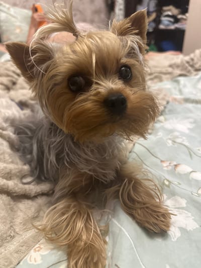 A Yorkshire Terrier dog with tan and gray fur is lying on a bed. The dog has its fur styled into a top knot and is looking directly at the camera. The bed is covered with a light-colored, plush blanket on the left side of the image and a blue and white floral patterned sheet on the right. In the background, out of focus, are shelves with various items. The scene is indoors.
