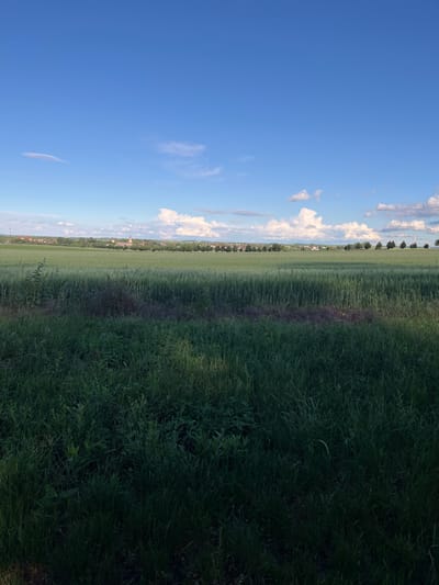A wide-angle, eye-level outdoor photograph shows a sunlit landscape under a bright blue sky with scattered white clouds. The foreground is dominated by a patch of dark green, tall grass and foliage, with shadows suggesting it is late afternoon. Beyond this, a vast field of lighter green, tall crops, possibly wheat or barley, stretches towards a distant tree line. In the far distance, a town or village with red-tiled roofs and a church steeple is visible. A thin, almost flat cloud formation is present in the upper left portion of the sky, with larger, more volumetric clouds towards the right. The scene appears serene and rural, likely depicting an agricultural area. The geographical location is identified as Bašť, Czechia.