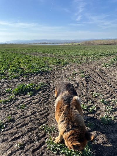 The image depicts a rural outdoor scene, likely in an agricultural area of Krumovo Gradishte, Bulgaria, under clear daytime conditions. A medium to large-sized dog with a tri-color coat (black, dark brown, and tan) is positioned in the lower-right quadrant, viewed from a slightly elevated rear perspective. The dog's head is lowered, and its posture suggests it is sniffing the ground or focused on an object at ground level. It stands on dark, cultivated soil marked with numerous parallel tire tracks, characteristic of tractor activity. Sparse, low-growing green vegetation, possibly young crops or weeds, is visible scattered across the tilled field. The field extends into the midground, transitioning to a broader expanse of green land. In the distant background, a body of water, possibly a lake or reservoir, is visible, flanked by a line of trees with minimal foliage. Faint hills or mountains line the horizon under a clear, light blue sky with a single faint aircraft contrail. No human subjects are present.