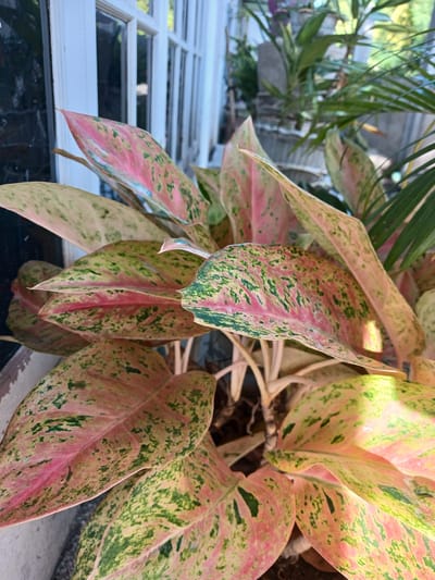 The image shows a close-up of a tropical plant with large, variegated leaves. The leaves are a mix of pink, green, and cream colors, with prominent speckling and blotching. The plant is in focus, with the background blurred. In the background, a white-framed window with multiple panes is visible, suggesting an indoor or semi-outdoor setting. Part of a dark, reflective surface, possibly a window or a mirror, is to the left. Further in the background, out-of-focus greenery and what appears to be part of a building or planter can be seen. The overall impression is one of a lush, decorative plant, possibly an Aglaonema 'Siam Aurora' or a similar cultivar, photographed in a domestic or tropical environment. The location of Geudonggeudong, Indonesia, is not directly evident from the visual information within the image itself, but it is provided as contextual information for the scene.