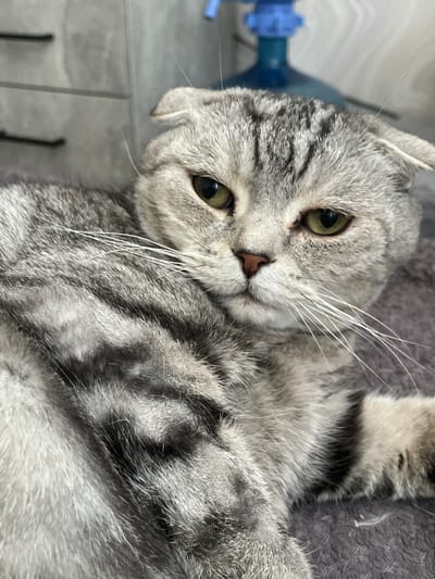 A gray tabby cat is lying on its side. Its head is tilted towards the camera. The cat has green eyes, a pink nose, and long white whiskers. It is resting on a gray textured surface. A blue object is visible in the upper left corner. The location is Postol, Russia.