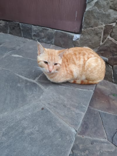 An orange tabby cat is lying on grey stone steps outdoors in Симеизский поселковый совет, Ukraine. The cat is curled up, facing left, with its head raised. Behind the cat are the stone steps and a wall composed of dark brown siding on the top and stacked stone below.