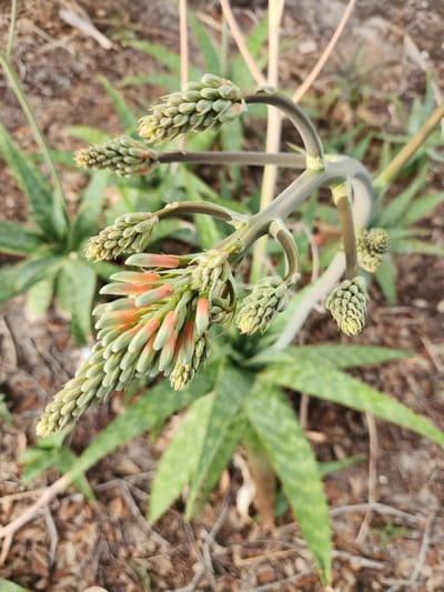 An aloe vera plant is shown in bloom with a stalk of green buds and some developing coral-colored flowers. The plant is outdoors, and the background consists of dry soil, fallen leaves, and other foliage. The image is taken from a top-down perspective, with the aloe vera plant in focus and the background blurred. The location is Altamonte Springs, United States of America.