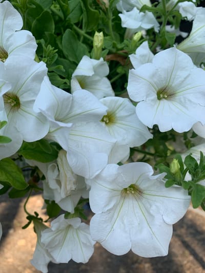 This is a close-up, eye-level, outdoor shot of several white petunias in bloom, likely in Hostomel, Ukraine. The flowers have delicate, veined petals and are arranged in a dense cluster, with vibrant green foliage filling the background. Some of the flowers are in full bloom, while others are buds, suggesting a garden or a planter box. The lighting is natural, indicating it was taken during the daytime. No people are visible in the image.