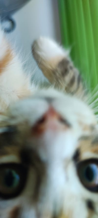 This is a close-up, blurry photograph of a cat, oriented upside down. The cat has white, orange, and grey fur. Its eyes are large and dark green. Part of its nose and mouth are visible, appearing pinkish. A striped paw is also visible in the upper right portion of the image. The background is out of focus, with a light colored area on the left and a bright green, ribbed surface on the right, which may be part of a fan or blinds. The image does not provide any information about the city of Малая Листовка, Russia, or any human presence.