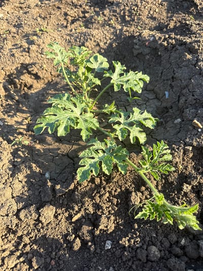 A young watermelon plant with green, lobed leaves grows in dark, cracked soil under direct sunlight. The plant is positioned diagonally across the frame, with its stem extending from the lower right towards the upper left. Shadows cast by the leaves and stem are visible on the soil. The environment appears to be an outdoor garden or field in Marinka, Bulgaria, characterized by dry, textured earth. No people or specific actions are depicted.
