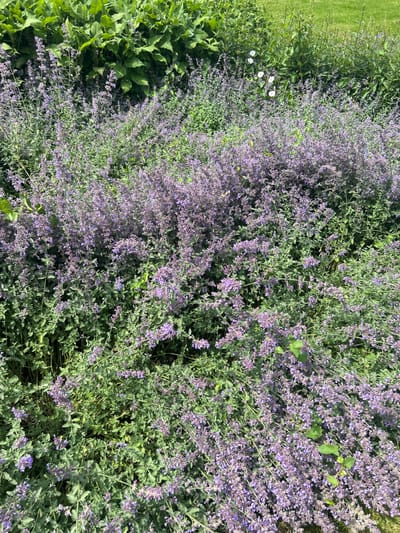 The image shows a close-up view of a garden bed filled with blooming catmint plants. The plants are densely packed, with numerous stems covered in small, lavender-colored flowers. The leaves are green and somewhat fuzzy. In the background, there is a layer of taller, broader green leaves, possibly from a different plant species, and a patch of green grass. The scene appears to be outdoors on a sunny day. The location is not specified within the city of Leiden, Netherlands. There are no people or animals visible in the image.