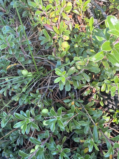 This is a close-up, top-down, outdoor, eye-level shot of green foliage and small, round, light green berries growing on a low-lying shrub. The scene is likely a natural environment, possibly a park, garden, or woodland area. The specific location in the Town of Southampton, United States of America, cannot be determined from the image alone. The lighting suggests it is daytime. There are no people or animals visible. The ground cover appears to be dry grass and pine needles.