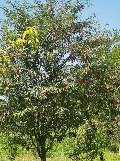 The image displays a vibrant, sun-drenched outdoor scene, predominantly featuring a large tree laden with ripe red cherries. The tree's branches are densely packed with green leaves, creating a lush canopy, and scattered among the leaves are numerous small, red cherries, some still attached to thin stems. To the left of the cherry tree, several unripe, greenish-yellow fruits, possibly peaches, are visible on a separate branch. The tree stands in a natural, somewhat wild environment, with abundant green foliage, tall grasses, and other vegetation surrounding its base and extending into the background. The sky above is a clear, bright blue, indicating fair weather. The overall impression is one of natural abundance and a summer harvest. The location is identified as Kubina, Russia, suggesting a rural or semi-rural setting. No people or animals are present in the image.