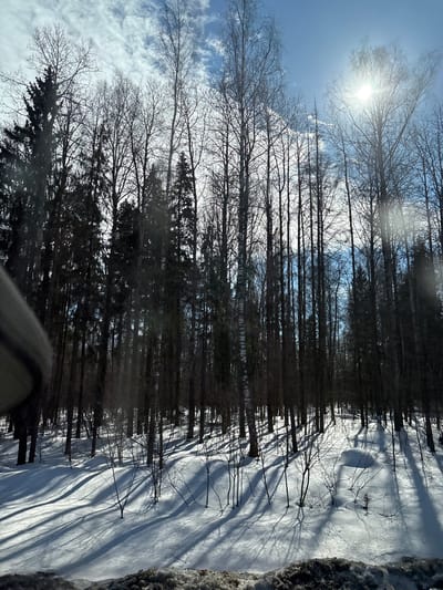 The image depicts a winter landscape within a wooded area in Semenovo, Russia. The scene is dominated by a dense stand of tall, primarily bare deciduous trees, interspersed with dark evergreen conifers, reaching towards a partly cloudy blue sky. The sun is visible in the upper right quadrant, emitting a bright flare and backlighting the tree line, creating long, distinct shadows across the snow-covered ground. The ground is blanketed in white snow, with multiple small, leafless saplings and tree trunks casting elongated shadows that extend towards the left. The immediate foreground shows a dark, irregular strip of slush or bare earth, possibly indicating a road edge or embankment. A curved, dark grey object, potentially a vehicle interior component, is partially visible in the lower-left foreground, suggesting the image was captured from within a vehicle. No individuals or discernible actions are present.