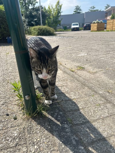 In Lisse, Netherlands, a tabby cat with white paws and chest walks on a concrete surface next to a green metal pole. The cat is looking down, its eyes partially closed. Some grass is growing around the base of the pole. In the background, there are buildings, parked cars, and trees under a bright sky.