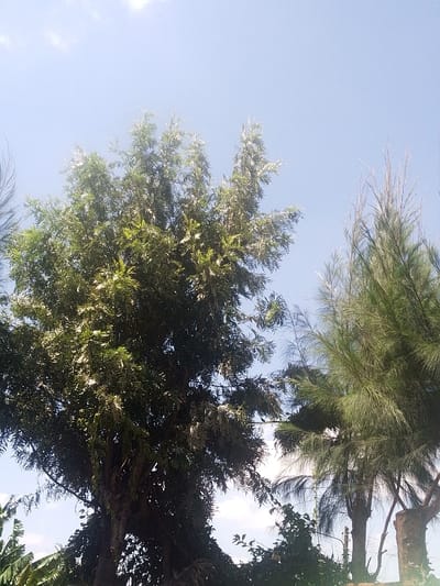 The image displays an outdoor, daytime scene in Nachu ward, Kenya, dominated by a clear, light blue sky featuring faint, sparse white cloud formations in the upper left quadrant. The lower two-thirds of the frame are occupied by dense vegetation. On the left and central portions, a large, broad-leaved tree with a thick canopy of predominantly green foliage extends upwards from the bottom edge. To the right, a separate group of trees with finer, wispy, needle-like, light green foliage is visible. A discernible tree stump or cut trunk is present on the far bottom right. Additional broad-leaved vegetation is visible at the bottom left, with smaller dark green foliage in the bottom center-right. No human subjects, animals, or artificial structures are present. The scene is brightly illuminated by natural light.