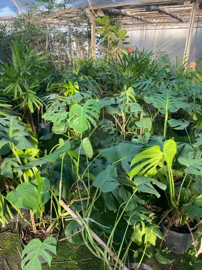 The image displays the interior of a greenhouse or plant nursery, characterized by a dense collection of green foliage. The environment is illuminated by natural light filtering through a translucent roof, likely plastic sheeting, supported by a visible metal framework. The scene is dominated by numerous potted plants, primarily various species of *Monstera*, identifiable by their large, often fenestrated or deeply lobed leaves. Other visible plant types include palm-like specimens and various broadleaf plants, some appearing as mature trees in the background, potentially *Ficus lyrata*. Most plants are housed in dark, typically black, plastic nursery pots of varying sizes. The ground is covered with a layer of green moss or algae. A bamboo stake is visible providing support to some climbing plants. No individuals are present, and no specific actions or interactions are depicted. The precise location within the city of Santa Rosa, Argentina, cannot be determined from the visual information provided.