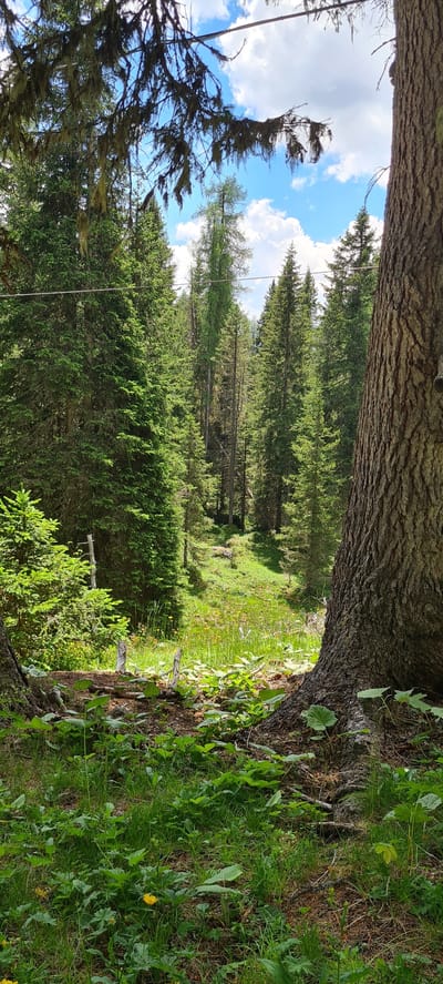 The image depicts a forest scene in Auronzo di Cadore, Italy, oriented vertically. In the foreground, the rough bark of a large tree trunk dominates the left side. Beyond this tree, a dense forest of evergreen trees stretches into the background, with their green needles creating a rich texture. The forest floor is covered in lush green grass and other low-lying vegetation, with a few small yellow wildflowers visible. Sunlight filters through the trees, illuminating patches of the undergrowth and creating a dappled light effect. In the upper portion of the image, a bright blue sky with scattered white clouds is visible through gaps in the tree canopy. The overall impression is one of a serene and natural mountain environment, likely during daytime due to the bright sunlight. No people or man-made objects, other than what appears to be a thin wire running horizontally through the trees, are visible. The setting is characteristic of a high-altitude forest in the Italian Alps.