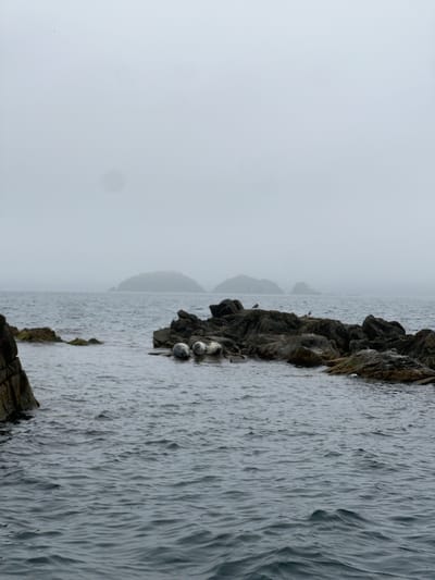 The image depicts a rocky coastline bordering the sea under a foggy sky. The foreground consists of a rugged, dark gray rock formation extending into the water. Several gray seals are resting on the rocks. The sea is choppy with visible ripples and wave patterns. The sky is overcast, creating a muted, gray tone throughout the scene. The location could be inferred as Risovaya Pad', Russia, based on the prompt.