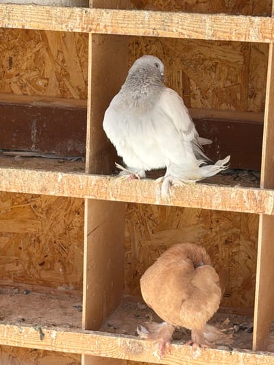 The media file displays two pigeons resting inside separate compartments of a wooden structure. The setting appears to be an interior space, likely a pigeon coop or loft, characterized by functional, unfinished wooden construction.
The primary subjects are two domestic pigeons. On the left, a pigeon with predominantly white plumage and light grey coloring on its head and neck is resting. Its head is slightly tucked, and it shows distinctive feathered feet. On the right, a light brown or tan pigeon is curled into a compact, almost spherical shape, also appearing to have feathered feet.
The objects in the image include the pigeons and the wooden structure they inhabit. This structure is composed of oriented strand board (OSB) for the walls and shelves, and dimensional lumber for the vertical dividers. The wood surfaces show visible grain and texture, along with some dust or debris, suggesting a practical, possibly rustic, build.
The activity taking place is the quiet resting or roosting of the pigeons within their individual cubbies. Both birds appear calm and settled in their respective spaces.
Notable details include the lighting, which suggests it is daytime, illuminating the birds and the wood with natural light. The overall atmosphere conveys a sense of peaceful repose. There is no visible text in the image. The location context provided (Kuchtumgali, Uzbekistan) is an external detail not explicitly visible within the visual cues of the indoor structure.