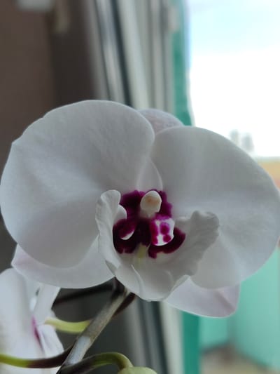 This is a close-up, vertically oriented photograph of a white orchid flower. The flower is in focus, with its delicate white petals filling most of the frame. The center of the orchid features a vibrant deep purple and pink marking. The background is softly blurred, creating a shallow depth of field. To the left, a portion of another white orchid is visible, also out of focus. The stems are brown and green, suggesting the flowers are still on the plant. The overall lighting suggests it is daytime, possibly near a window given the bright, diffused light and hint of an outdoor scene with green and blue colors in the bokeh background. There is no visible text. The context places this scene in Poltavka, Ukraine.