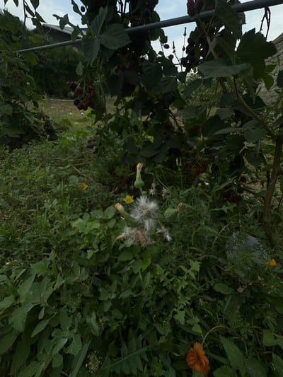 The image depicts a close-up view of a blackberry bush laden with ripe and unripe berries. The bush is overgrown and intertwined with other wild vegetation, including plants with fluffy seed heads and small yellow flowers. In the background, out of focus, is a building with a dark roof and a hint of a wall, possibly a house or shed. The overall setting appears to be an outdoor, unkempt area, consistent with a garden or a neglected plot of land. The lighting suggests it is daytime, possibly overcast or late afternoon, as the scene is somewhat dim. The location is identified as Jaukashty, Uzbekistan. There are no people or animals visible in the image.