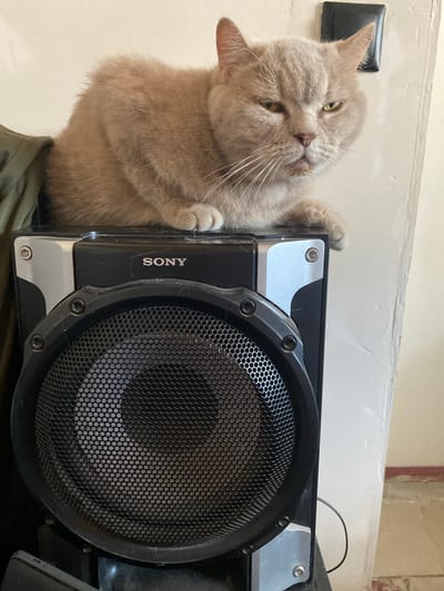 A light brown cat with green eyes is sitting on top of a black Sony speaker. The cat is facing the camera and appears to be looking down at the viewer with a grumpy expression. Its front paws are resting on the speaker. The speaker has a large circular grill in the center. The background of the image is a plain wall, with a white electrical outlet visible on the upper right. The scene appears to be indoors, possibly in a home. The cat's fur is slightly ruffled, and there is some dust visible on the speaker.
