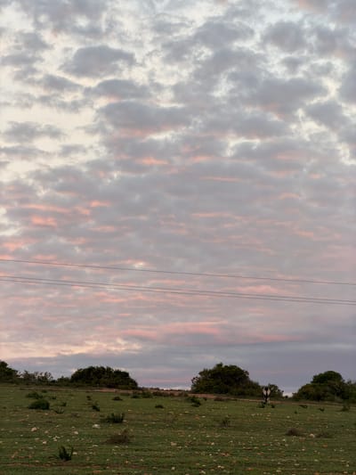 The image depicts a landscape with a field on the right and a sky filled with striated clouds on the left. The field is green with scattered vegetation, and a line of trees runs along the horizon. A single cow is visible within the trees. Power lines stretch across the sky from the field to the clouds. The setting is reminiscent of rural landscapes near George, South Africa, but lacks specific landmark identifiers.