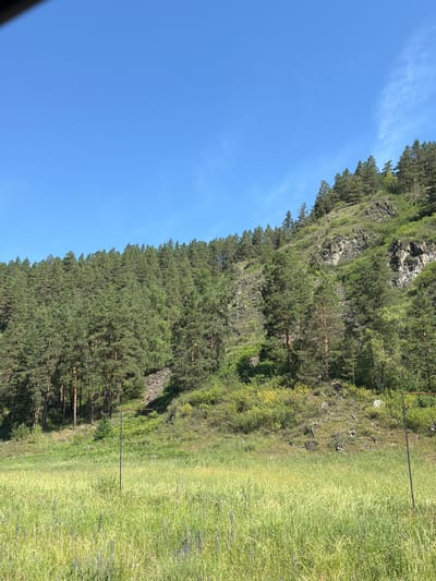 A natural landscape scene in Cheposh, Russia, features a steep, tree-covered hillside under a clear blue sky. The lower portion of the image is dominated by a field of tall, green grass with scattered wildflowers. Two dark metal posts are visible in the grassy field, one on the left and another on the right, with a thin wire connecting them horizontally at the top of the right post, suggesting a boundary or fence. The hillside is densely populated with pine trees, their dark green foliage contrasting with the lighter green and rocky outcrops of the slope. Some exposed rock faces are visible on the upper parts of the hillside. The overall impression is one of a serene, undeveloped natural environment.