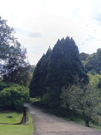 A winding concrete path disappears between lush greenery. Towering evergreens dominate the background, their conical shapes reaching toward a bright sky with scattered clouds. Mixed trees and shrubs line the path, adding depth to the scene. One side features a green lawn with a drainage ditch. The overall impression is a tranquil path through a well-maintained park or botanical garden.