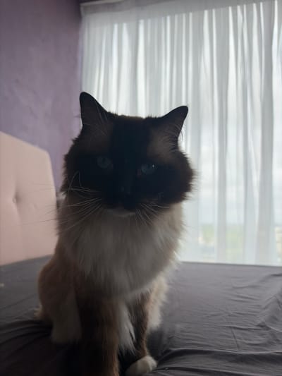An indoor, vertically oriented close-up shot features a seal point cat with striking blue eyes and prominent white whiskers. The cat's face, ears, and parts of its body are dark brown, while its chest and inner body are white and light brown. It is positioned on what appears to be a grey fabric bed or sofa, looking directly at the viewer with a calm and curious expression. To the right of the cat, the rumpled grey fabric extends upwards. In the bottom left, a section of a purple wall or floor is visible. Beneath the cat's head, a light-colored, possibly tufted, cushion or furniture piece is present. The background, to the left of the cat, shows a window covered by white, translucent horizontal blinds, through which diffused daylight is filtering, suggesting it is daytime. The soft lighting illuminates the cat's fur, while its face is partially shadowed. There is no visible text. The scene depicts a domestic setting, likely in Rijswijk, Netherlands.