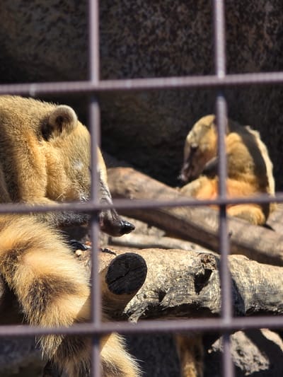 The image, seemingly taken through a cage, depicts a tan-colored mammal with a dark nose. The mammal is resting or sleeping near a wooden structure, possibly branches or part of a tree. A wall is visible in the background behind the wooden structure.
I am unable to verify the location in the city of Uspenskii, Russia based on the provided information.