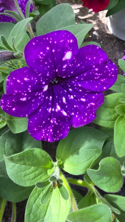 A close-up shot of a purple petunia flower with white spots, set against a background of green leaves. The flower is in full bloom, exhibiting a vivid, saturated purple hue. The white spots are scattered across the petals, resembling a starry night. The surrounding green leaves are soft and textured, with fine hairs visible on the edges. The petals converge towards the center of the flower, where the dark-colored reproductive parts are located. The setting is unspecified and cannot be confidently attributed to Usoika, Bulgaria based solely on the visual information provided.