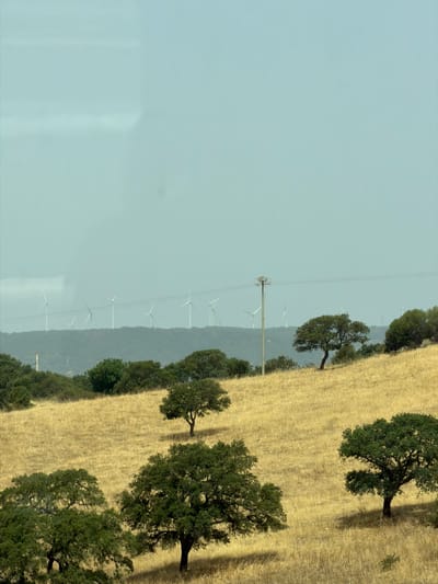 The image depicts a rural landscape with a clear sky and a gentle haze. In the foreground, rolling hills are covered in dry, golden grass, dotted with scattered trees. These trees are predominantly mature and full of dark green foliage, with a few smaller bushes also visible. One prominent tree stands slightly uphill to the right, its shadow cast on the dry grass.
In the mid-ground, more trees and vegetation form a dense line across the hillside. A solitary utility pole with a few wires extends vertically from the left side of the mid-ground, reaching into the upper portion of the image.
In the background, a range of hills is visible, also covered in a mix of vegetation. A line of wind turbines, featuring white blades and towers, are spread across the crest of these hills, indicating a wind farm. The overall impression is one of a peaceful, open countryside. There are no people or animals visible in the image. The scene appears to be located in a dry, possibly Mediterranean climate, consistent with rural areas like Oscheri in Sardinia, Italy, which is known for its wind farms.
