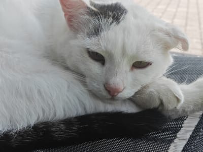 A close-up, eye-level shot shows a white cat with a black patch on its head, resting its head on its paws. The cat's eyes are partially closed, and its pink nose is visible. The cat's fur is white, with some black markings on its tail. The cat is lying on a textured surface, possibly a chair or mat, with a blurred background that appears to be an outdoor paved area. The image captures a moment of repose for the feline.
