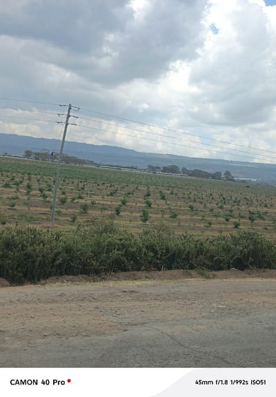 The image displays an expansive outdoor landscape in Kitengela ward, Kenya, under a cloudy sky. The foreground features a rough, unpaved road with visible gravel and uneven surfaces. Immediately beyond the road, a dense line of green, bushy vegetation forms a natural barrier. In the midground, a vast agricultural field extends into the distance, characterized by numerous rows of small, uniformly planted trees or crops in tilled brown soil. A tall, slender utility pole, likely concrete, with several horizontal wires, stands upright in the left-center of the field, extending into the sky. In the background, a series of distant hills or mountains are visible beneath a sky dominated by large, grey cumulus clouds with interspersed patches of brighter sky. Horizontal structures, possibly irrigation pipes or distant buildings, are faintly discernible across the mid-ground of the field, with scattered trees lining the distant horizon. No people, animals, or active subjects are present in the scene.