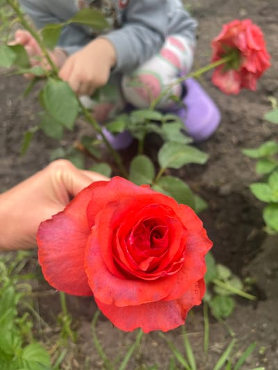 A close-up shot focuses on a vibrant red rose being held by a hand. In the background, a young child wearing purple boots and a grey sweatshirt with a cartoon cat print is tending to a rose bush, their hands visible as they interact with the plant. The ground appears to be soil with green foliage and grass scattered throughout. The scene suggests an outdoor activity, possibly in a garden, in the city of Sukhinskoe, Russia.