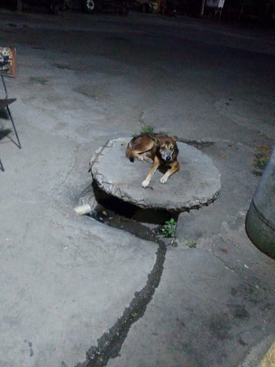 The image depicts a brown dog lying on a circular concrete structure in Parroquia Guatire, Venezuela. The structure appears to be a manhole cover or similar, set into a paved surface. Water or liquid is flowing away from the structure along a groove in the pavement. Vegetation is growing around the base of the structure. A chair is visible in the background to the left, and a green cylindrical object is in the background to the right. The scene is poorly lit.