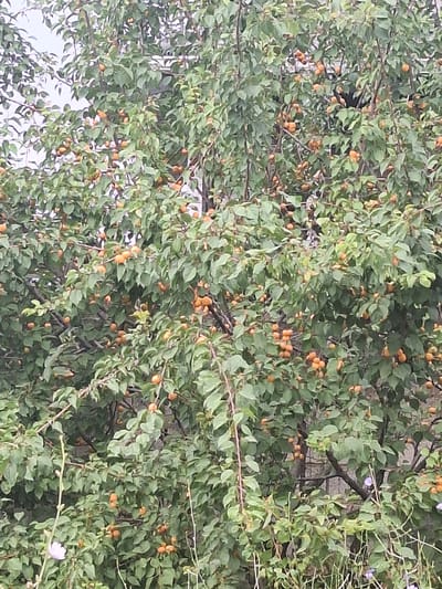The image depicts a close-up view of a tree heavily laden with small, orange fruits, likely apricots, interspersed among dense green foliage. The branches of the tree are visible, creating a complex network throughout the frame. In the lower portion of the image, some thinner branches with green leaves and a few small, pale purple flowers are present. The background is indistinct, but appears to be a textured surface, possibly a wall or fence, with a slightly lighter tone than the surrounding vegetation. The overall impression is one of abundant fruit production. The location is identified as Novo-Stroyka, Kyrgyzstan.