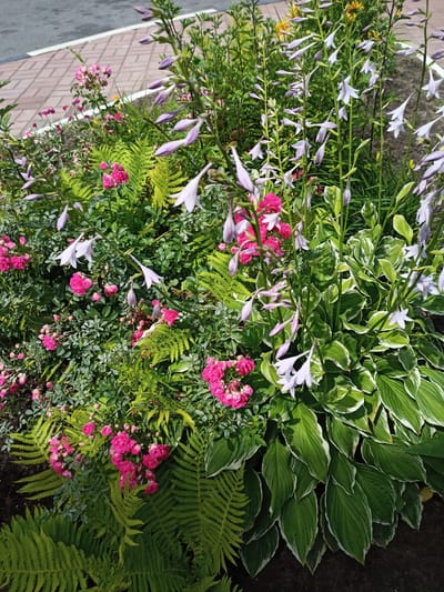 This is a close-up, eye-level, outdoor, daylight, medium shot of a flower bed bordering a sidewalk in Salonski Rural Council, Belarus. The flower bed contains a variety of plants including pink roses, ferns, and hosta plants with variegated green and white leaves. There are also tall, slender stalks with clusters of pale purple, bell-shaped flowers. The sidewalk is made of light brown brick pavers and runs along the top left of the frame, meeting a gray asphalt surface. The overall scene depicts a well-maintained garden area within a public space.
