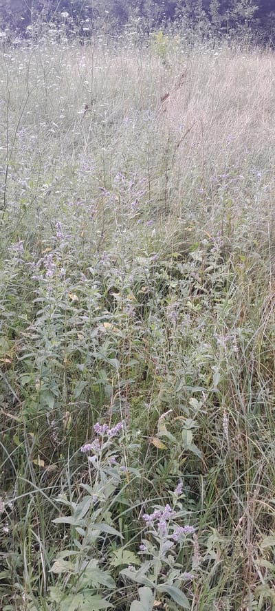 The image depicts a dense, overgrown patch of tall grass and wildflowers, with a focus on the lower half of the frame where more detailed vegetation is visible. Small clusters of purple flowers are scattered throughout, interspersed with long, thin blades of grass and broad, pale green leaves. In the background, the vegetation appears lighter in color and less defined, suggesting a more distant and less detailed view of the same type of environment. The overall impression is of a natural, untamed area, possibly a meadow or a vacant lot within the city of Drohobych, Ukraine. There are no people, animals, or man-made structures immediately apparent in the scene, emphasizing the natural landscape.