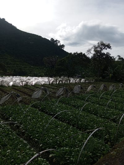 The image displays an agricultural landscape located in Salai Har Htan, Myanmar, under an overcast sky with bright sunlight breaking through from the upper left. A steep, densely vegetated hillside occupies the background, exhibiting visible terraced farming on its lower slopes and scattered trees higher up. In the midground, numerous elongated, tunnel-shaped greenhouses constructed with white translucent plastic covers are arranged in parallel rows. In front of these, several rows of cultivated green plants are visible, many protected by smaller, individual hoop structures, some partially covered with translucent material, while others remain uncovered. The foreground is dominated by dense rows of uniform green leafy plants, likely a vegetable crop, growing in beds and also featuring small, exposed hoop frames. No individuals or active interactions are depicted. A dark, possibly moss-covered, structural edge is present in the lower right corner.