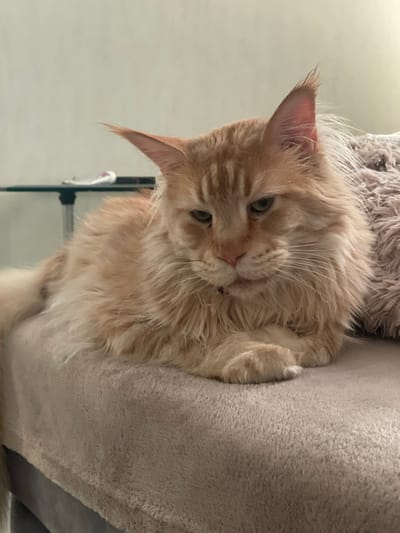 A close-up, eye-level shot shows a fluffy, ginger Maine Coon cat lying on a beige, textured surface, possibly a sofa or blanket. The cat is facing slightly to the left of the camera, with its head tilted downwards. Its fur is long and thick, with distinct tabby markings on its head and face. The cat has green eyes, pointed ears with tufts of fur at the tips, and long white whiskers. Its front paws are crossed neatly in front of its chest. In the background, out of focus, a light-colored wall is visible, and to the far right, a fuzzy, pinkish pillow or cushion. A sliver of a glass surface with dark legs, possibly a table, is also barely visible in the upper left background, with what appears to be a white object with a red stripe on it. There are no people or other animals present in the frame. The scene appears to be indoors, in a residential setting. The image does not provide any information or visual cues that would allow for the determination of its location in the city of Rozsoshentsi, Ukraine.