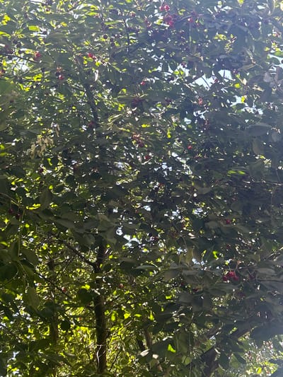 The image shows a close-up view of a cherry tree canopy, laden with ripe, dark red cherries. The sunlight filters through the dense green leaves, creating dappled patterns of light and shadow. Several branches are visible, with some appearing thicker and darker, suggesting mature wood, while others are thinner and covered in leaves. The sky is visible in patches through the leaves, appearing bright and blue. The overall impression is one of abundance and natural growth within a temperate environment. The scene is consistent with an outdoor setting in a rural or park area. The specific location is identified as Malyi Trostianets, Ukraine. There are no people or animals present in the image.