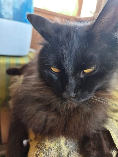 The image shows a close-up of a black cat with piercing yellow eyes. The cat is lying down on a textured surface, possibly a blanket or upholstery, with a yellow and green striped pattern. The background is out of focus, but appears to be an indoor setting with a window and some objects that are not clearly identifiable. There is no indication of the cat's location in the city of Novosisoevka, Russia. The cat's fur is long and appears somewhat ruffled. The lighting suggests it might be daytime, with natural light coming from the side.