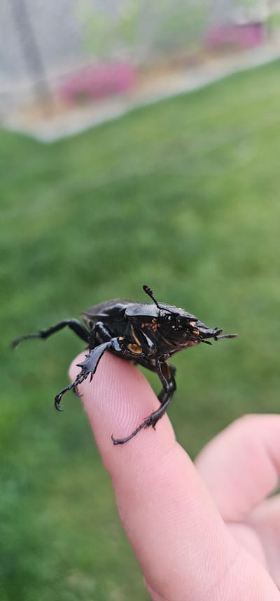 A close-up, eye-level shot shows a large, black rhinoceros beetle perched on a person's fingertip. The beetle's formidable horns are prominently displayed, and its segmented legs, equipped with sharp claws, grip the skin. The background is a soft, out-of-focus green, suggesting a grassy outdoor setting. A hint of pink and a light-colored blur are visible in the far left background, but their nature is indistinct. The lighting appears to be natural daylight, likely midday given the brightness and lack of strong shadows, and the weather seems pleasant and calm. The image was taken in Hryhorivka, Ukraine. There is no visible text in the media file.