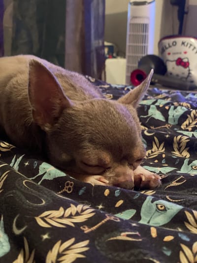 An adult chihuahua dog is sleeping on a dark patterned blanket with images of celestial bodies, keys, and mythological creatures. The dog is light brown with large ears and its eyes are closed. In the background, there is a white tower fan, a black and red vacuum cleaner head, and a white mug with a Hello Kitty design. The image is taken indoors, likely in a bedroom. The location is not specified in the image or the provided crops.