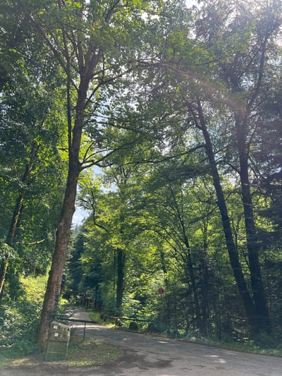 The image depicts a sun-dappled road winding through a densely wooded area, likely a park or a cemetery in Baden-Baden, Germany. Tall trees with lush green foliage line both sides of the road, creating a canopy that filters the sunlight, casting dappled shadows on the asphalt. The road itself is paved and appears to be well-maintained, with some patches of darker asphalt suggesting recent repairs or wear.
In the foreground, a thick tree trunk lies horizontally across the frame, its bark textured and aged. Its branches extend upwards and outwards, partially obscuring the view of the sky and further contributing to the sense of being enveloped by nature.
Further down the road, on the right side, a stone monument or marker stands near the edge of the path. It is weathered and appears to have some inscriptions or markings on its surface, along with two small circular symbols, one possibly a yellow and white emblem. Another, smaller stone marker is visible just beyond it.
In the distance, the road curves gently out of sight, and more trees are visible, creating a sense of depth and mystery. A red circular sign with a white horizontal bar is visible on a pole amidst the trees on the left side of the road in the mid-ground.
The lighting suggests it is daytime, likely late morning or early afternoon, given the brightness of the sun and the distinct shadows. The weather appears to be clear and pleasant, conducive to an outdoor stroll. The overall atmosphere is one of tranquility and natural beauty, with a hint of solemnity that might be associated with a cemetery setting. No people are visible in the image. The visible text is on the stone marker, but it is illegible.