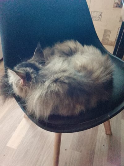 A long-haired cat with grey and brown fur is curled up asleep on a dark blue chair. The cat's tail is wrapped around its body, and its head is tucked in, with only one ear and a few whiskers visible. The chair has light brown wooden legs and is placed on a light-colored wooden floor. In the background, a wall with a patterned wallpaper is visible, with a hint of a table and chairs. The lighting suggests it could be daytime, possibly indoors. The scene conveys a sense of peace and relaxation as the cat sleeps soundly. There is no visible text in the image.