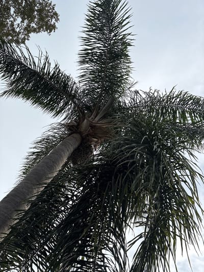 An upward-facing shot captures a palm tree's trunk and fronds against a pale sky, on a cloudy day in South Venice, Florida, United States of America. The rough, gray trunk of the palm tree occupies the lower left of the frame, angling diagonally upwards and to the right. Clusters of dark, oval-shaped fruits hang from the trunk, near the base of the fronds. The fronds themselves are a deep green, with long, slender leaves that fan out dramatically, creating a dense canopy that obscures parts of the sky. In the upper left corner of the image, the darker, more intricate foliage of another tree can be seen, its leaves appearing smaller and more densely packed than those of the palm. The overall lighting is soft and diffused, suggesting overcast conditions, with no strong shadows present.