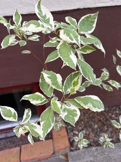 The image shows a close-up view of a variegated dogwood shrub with green and white leaves. The shrub is growing against a dark red wall, with a partially visible window frame and bricks in the foreground. The ground beneath the shrub is covered with mulch and some small plants. The scene is outdoors, and the lighting suggests it is daytime. There are no people visible in the image. The location is specified as Kongsberg, Norway.