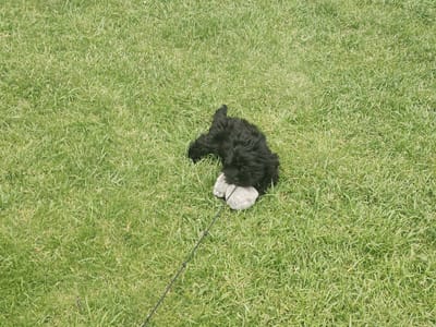 A small, fluffy black dog lies on a bright green grassy lawn, resting its head on a grey stuffed toy. The dog is positioned in the center-right of the frame, with its body curled up and its tail tucked. A thin black leash extends from the dog's harness or collar, trailing across the grass towards the bottom left corner of the image. The grass is a lush, vibrant green, suggesting a warm and sunny day. The lighting indicates it's likely daytime, with the sun casting soft shadows. There are no people visible in the image. The scene is tranquil, with the dog appearing relaxed and possibly playing with its toy. The location cues, such as the type of grass and the overall environment, are consistent with an outdoor park or backyard setting in a temperate climate. There is no visible text in the image.