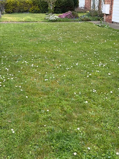 The image depicts a lawn in Mid Suffolk, United Kingdom, interspersed with numerous small white daisies. The grass is green and appears to be of varying lengths. The lawn is bordered by a building with white siding and brick facade on one side, and shrubbery and various flowering plants on the other. The scene is outdoors and presumably taken during daylight. No people or actions are visible.