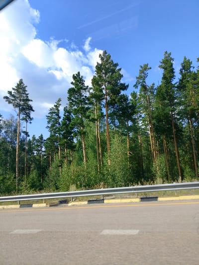 This image depicts a roadside view of a forest. The foreground shows a paved road with a yellow line marking the lane and a yellow and black striped barrier along the side. Beyond the barrier, a dense forest of tall, slender pine trees and other greenery stretches into the background. The sky above is a clear blue with scattered white clouds. There are no people or animals visible in the image. The scene is characteristic of a rural or natural landscape, likely found along a highway in a forested region. Without further information or context, it is not possible to definitively place this image in Алтынды ауылдық округі, Kazakhstan.